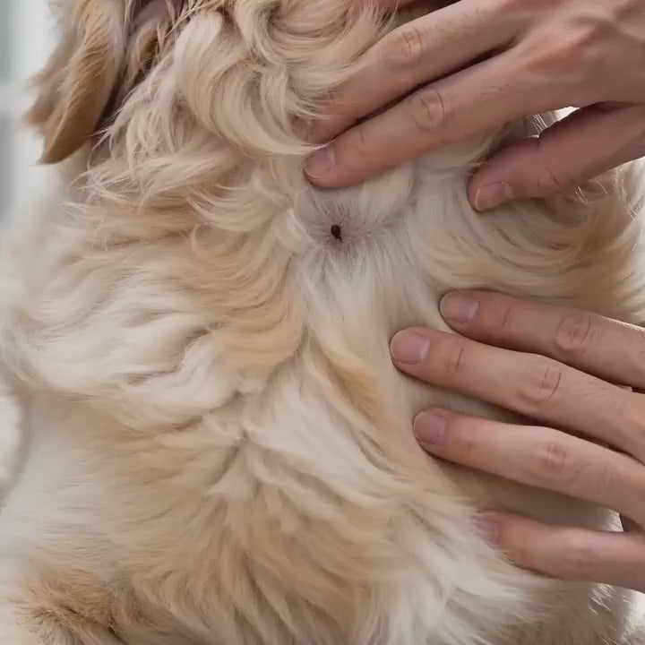 Pet First Aid Travel Bag — Be Prepared for Every Adventure